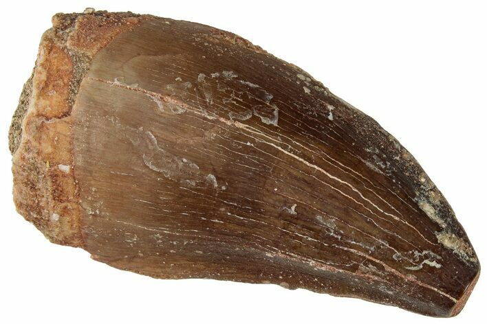 Fossil Mosasaur (Prognathodon) Tooth - Morocco #322631